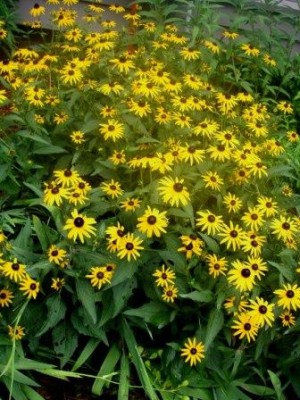 Orange Coneflower (Black-eyed Susan)